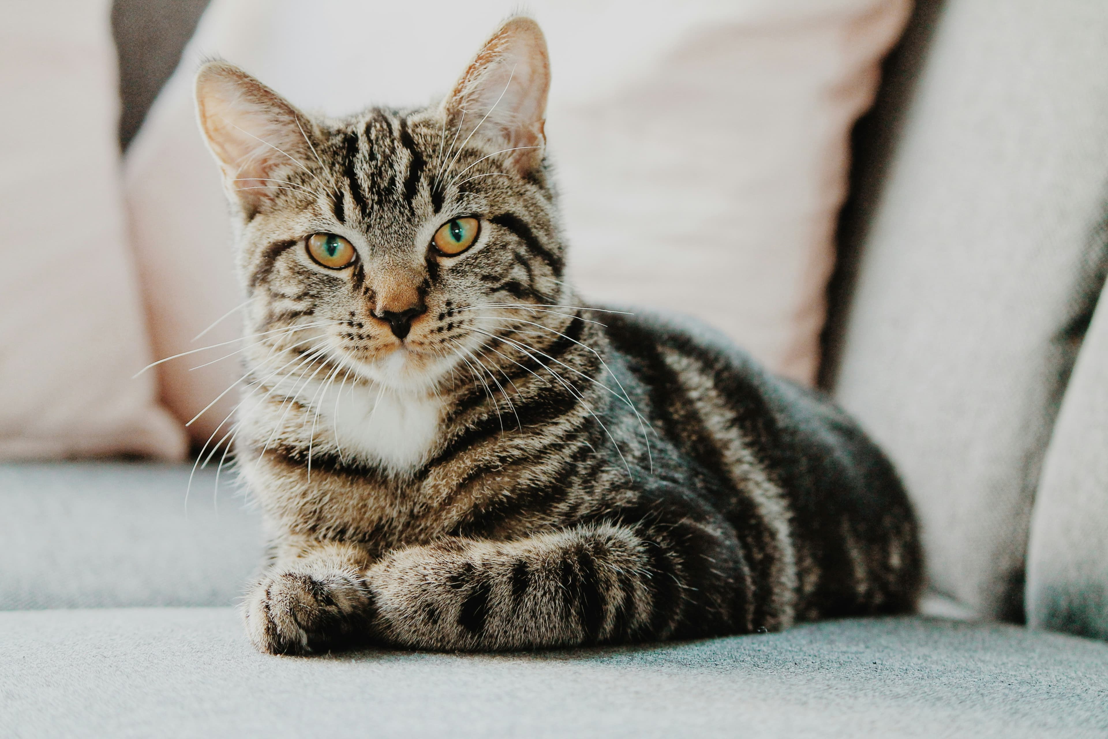 A cat resting indoors